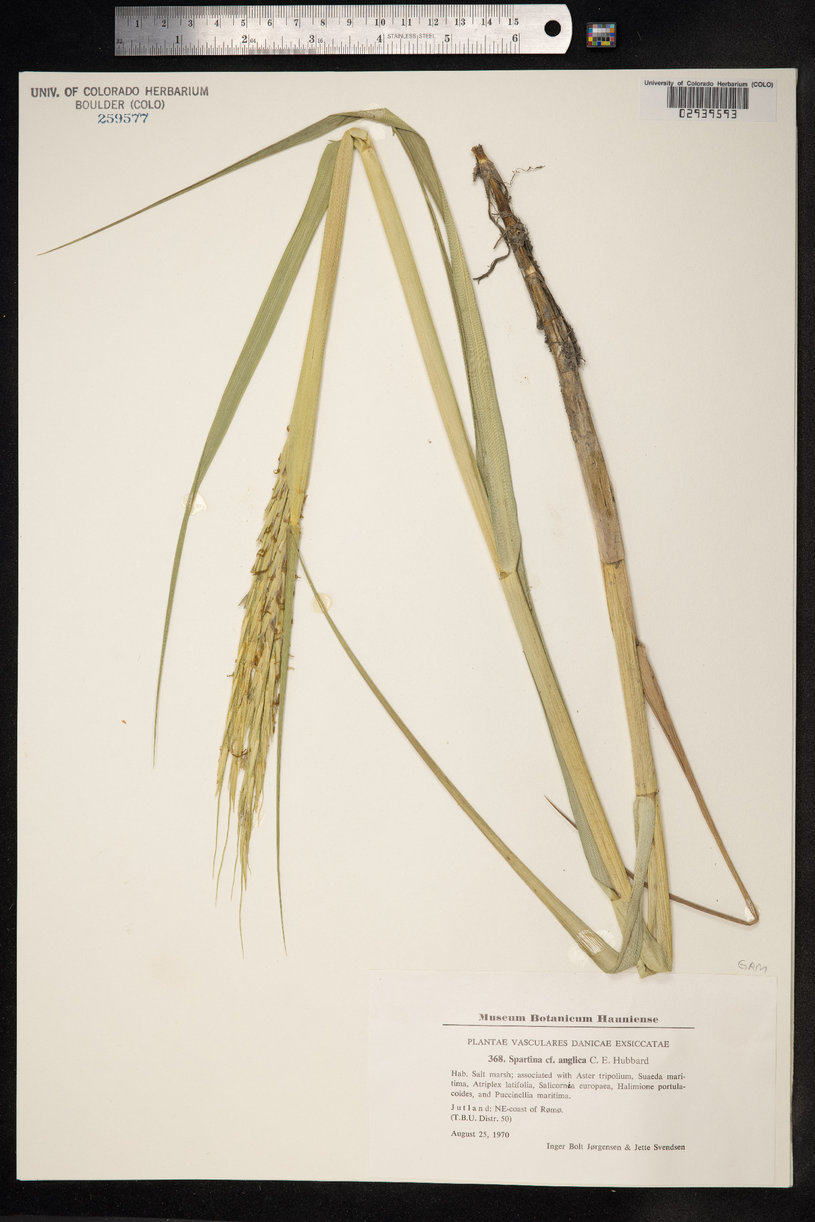 Spartina anglica image
