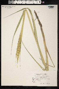 Spartina anglica image