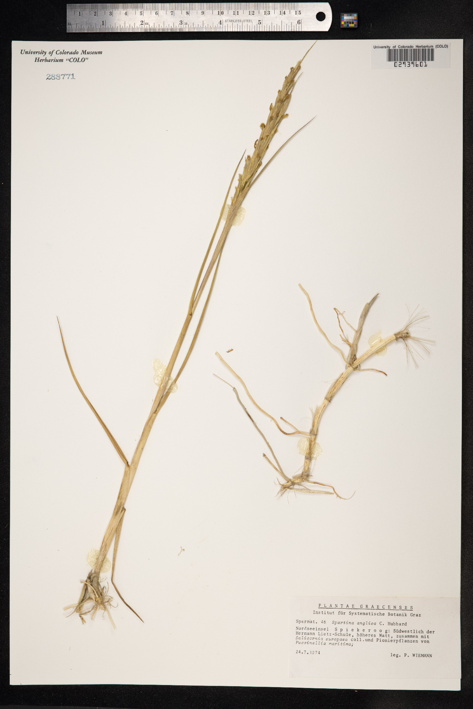 Spartina anglica image