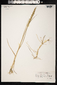 Image of Spartina anglica