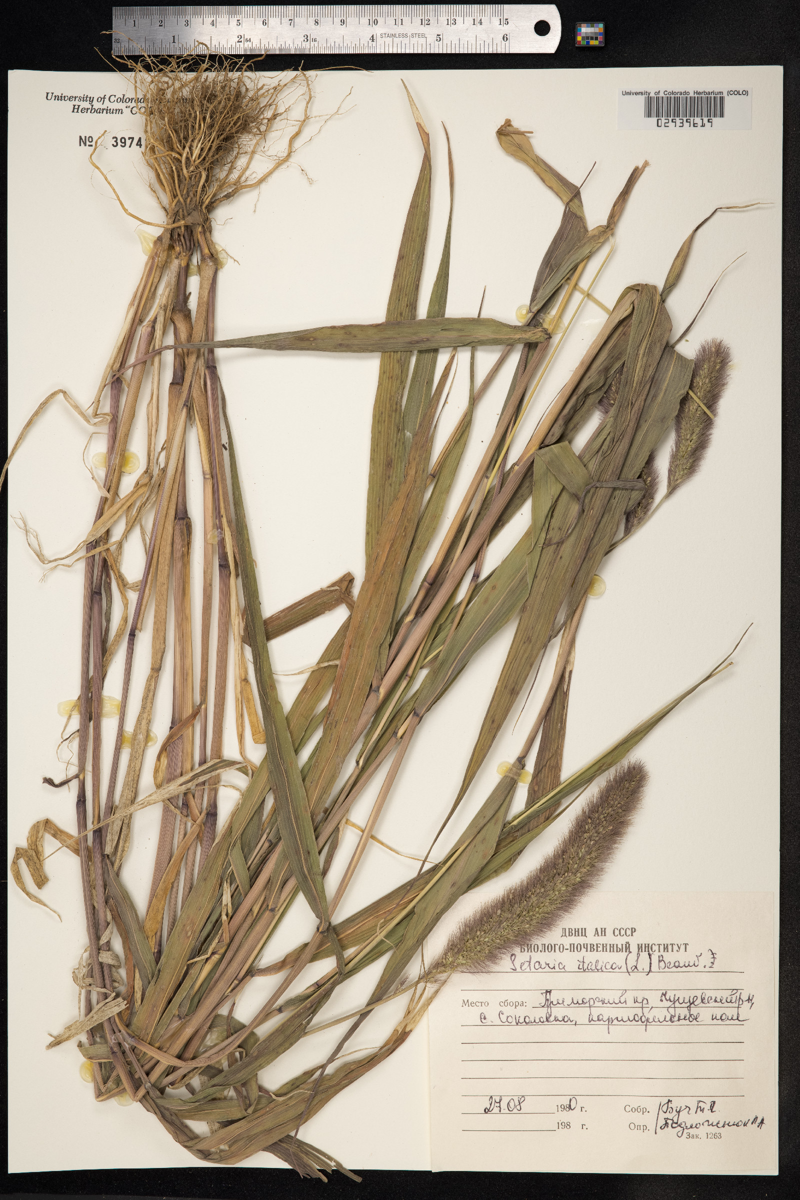 Setaria italica image