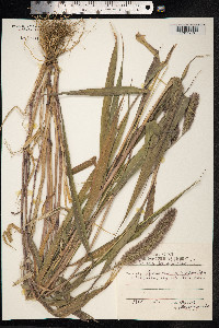 Setaria italica image