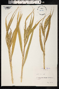 Setaria italica image