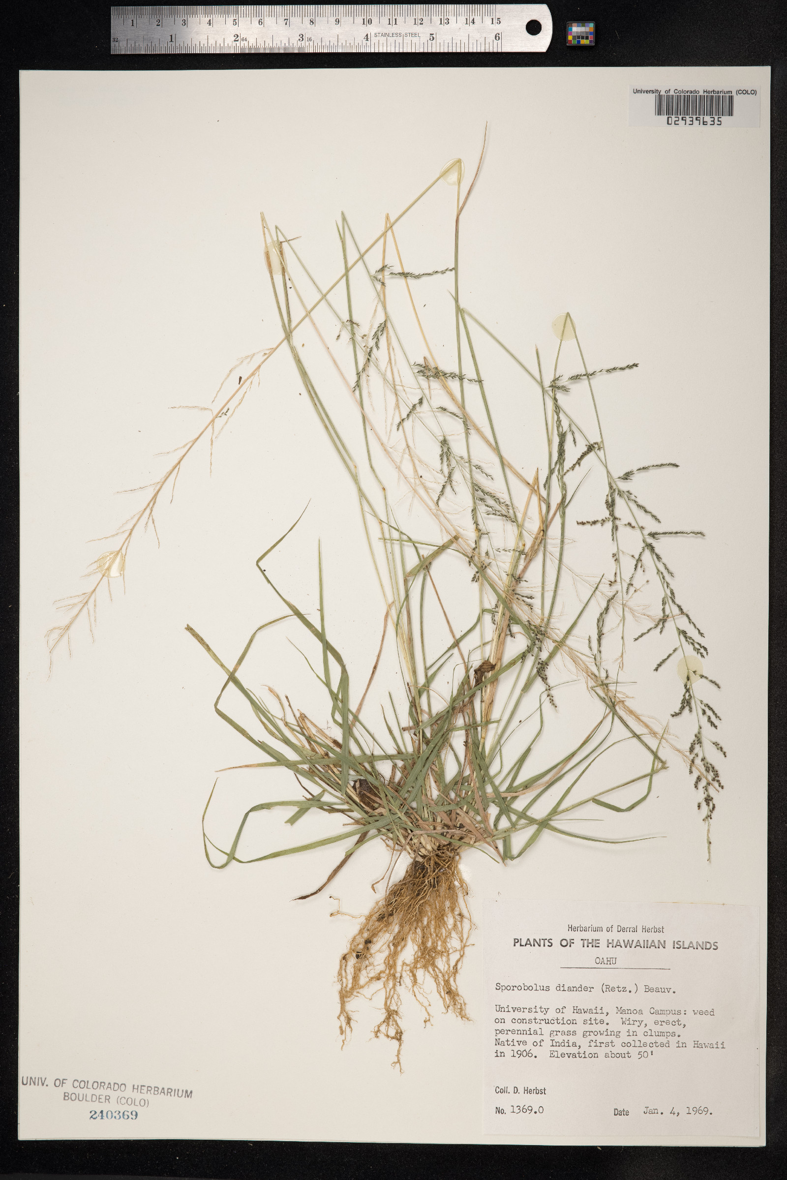 Sporobolus diandrus image