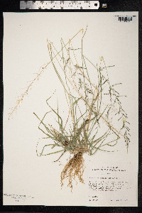 Image of Sporobolus diandrus
