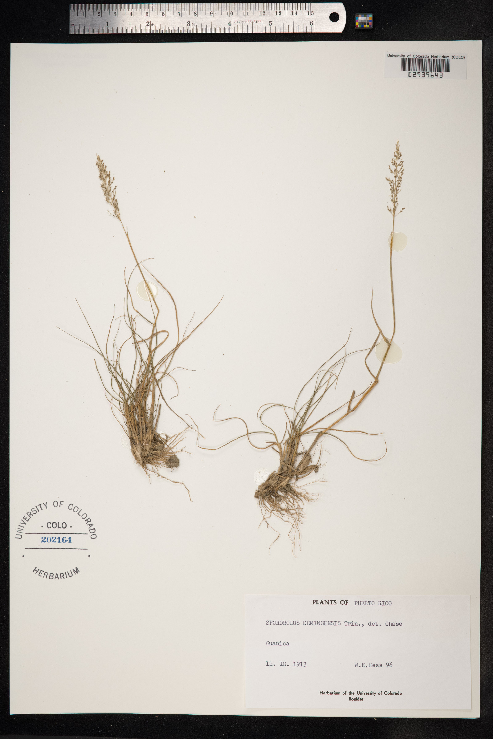 Sporobolus domingensis image