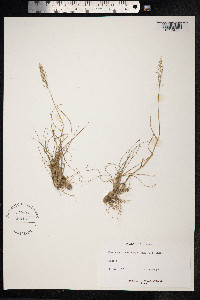 Image of Sporobolus domingensis