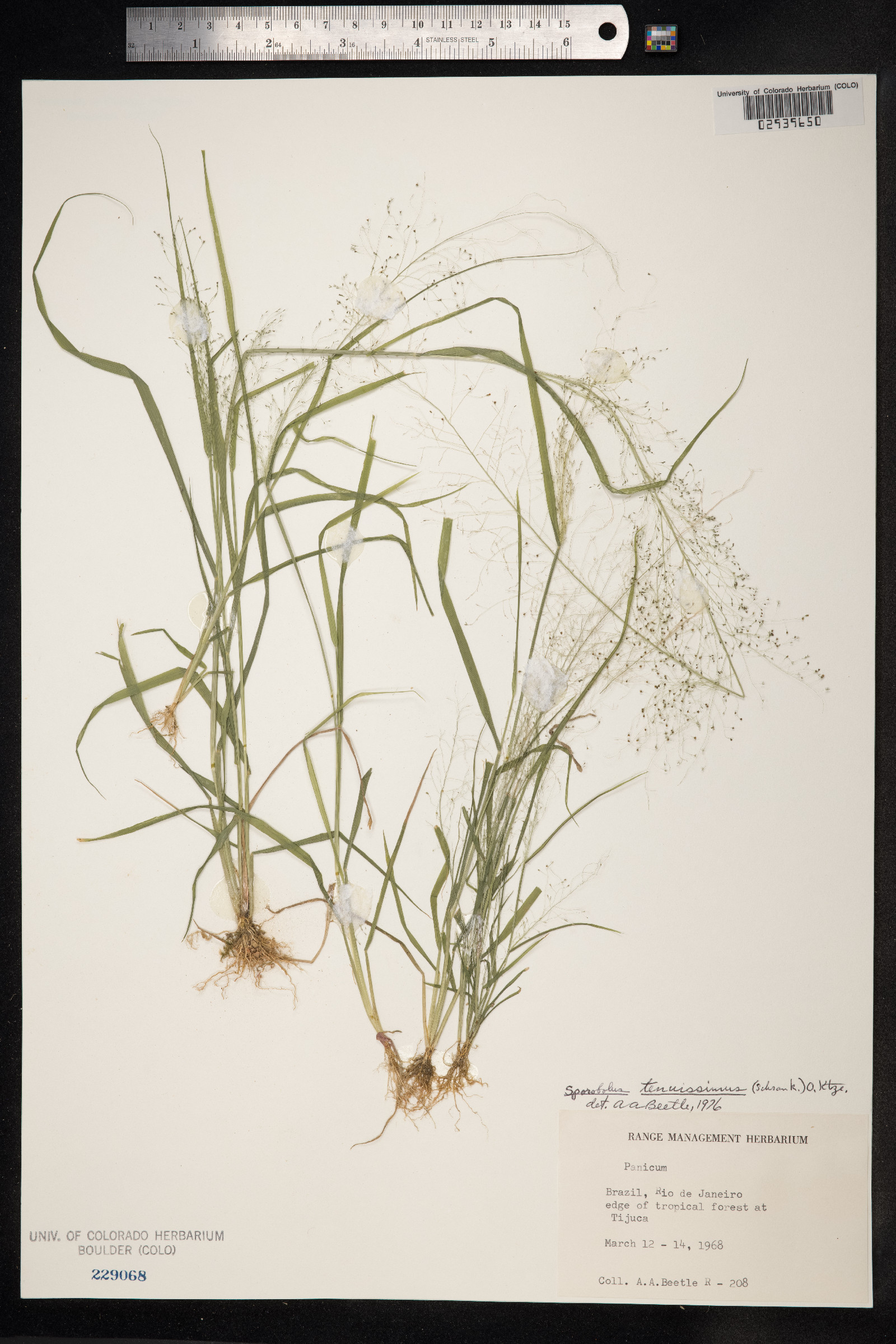 Sporobolus tenuissimus image