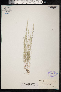 Muhlenbergia ramulosa image
