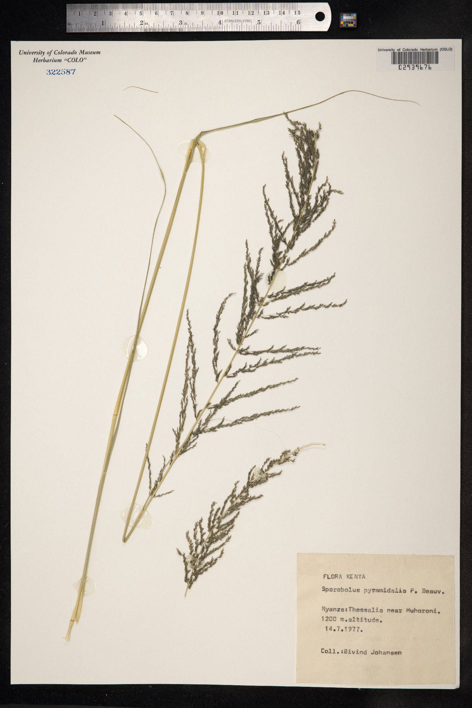Sporobolus pyramidalis image
