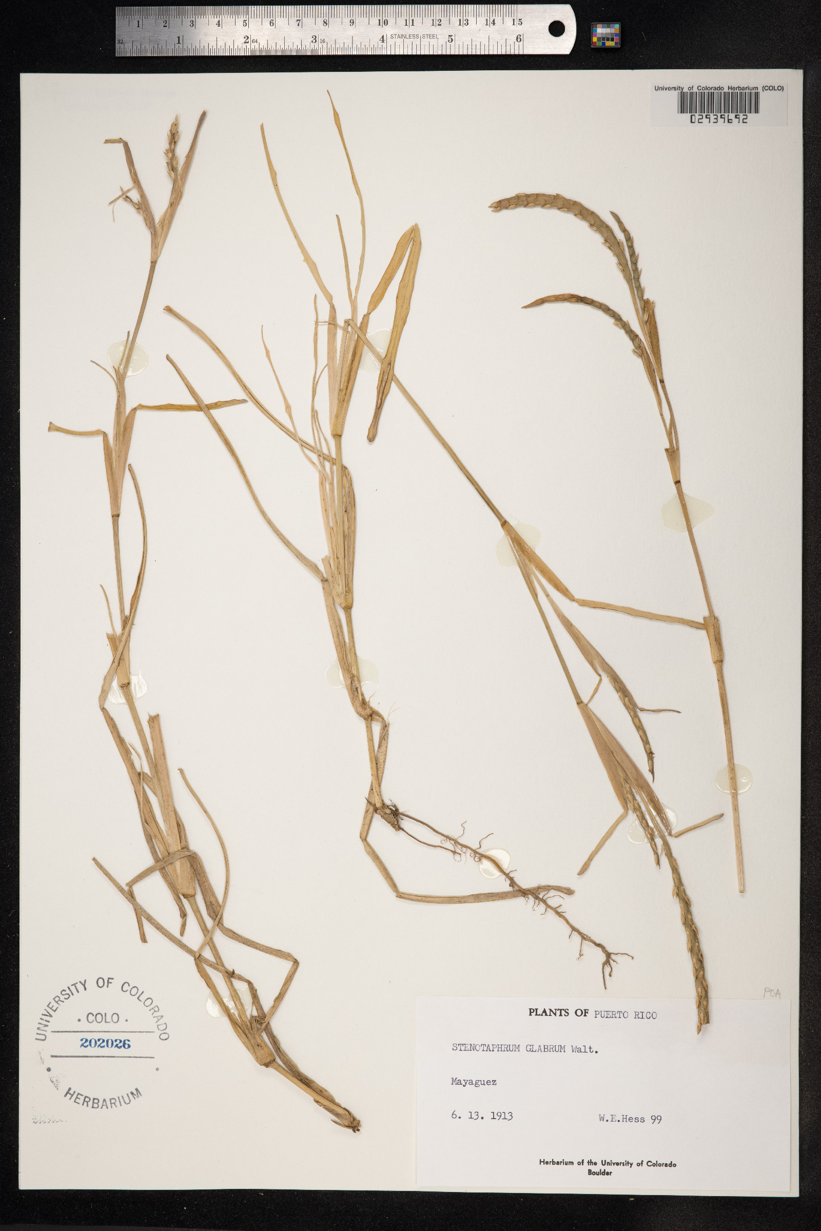 Stenotaphrum secundatum image