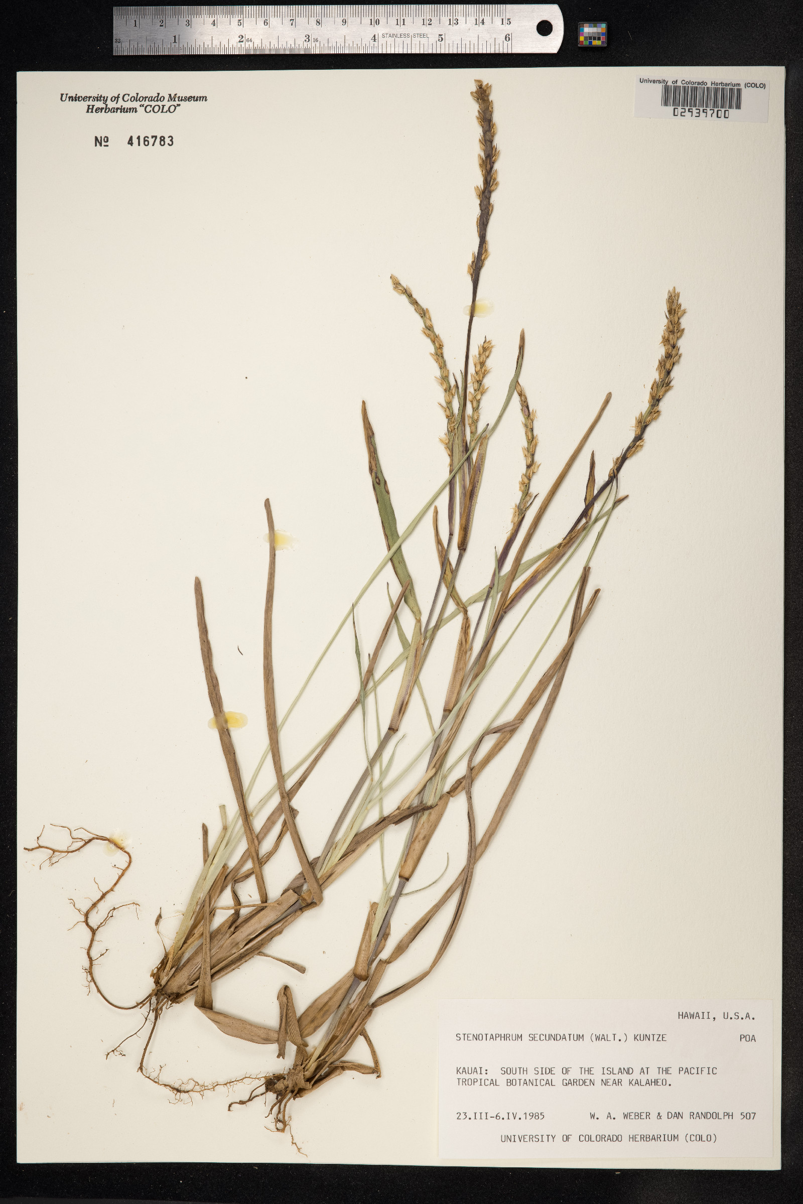 Stenotaphrum secundatum image