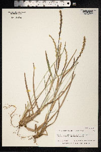 Stenotaphrum secundatum image
