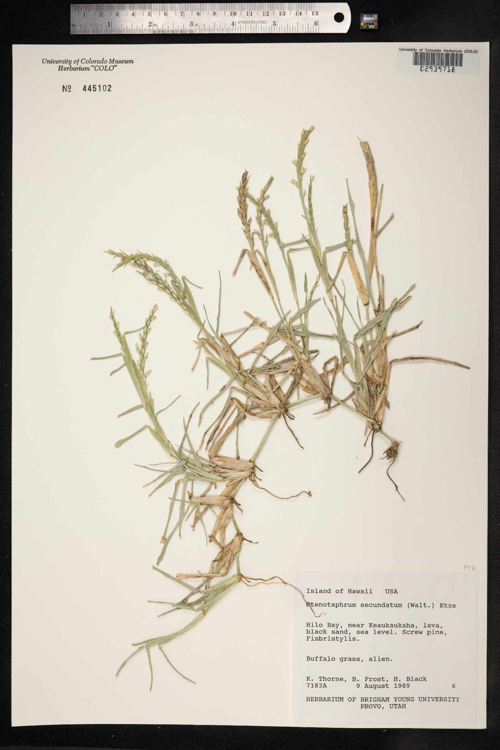 Stenotaphrum image
