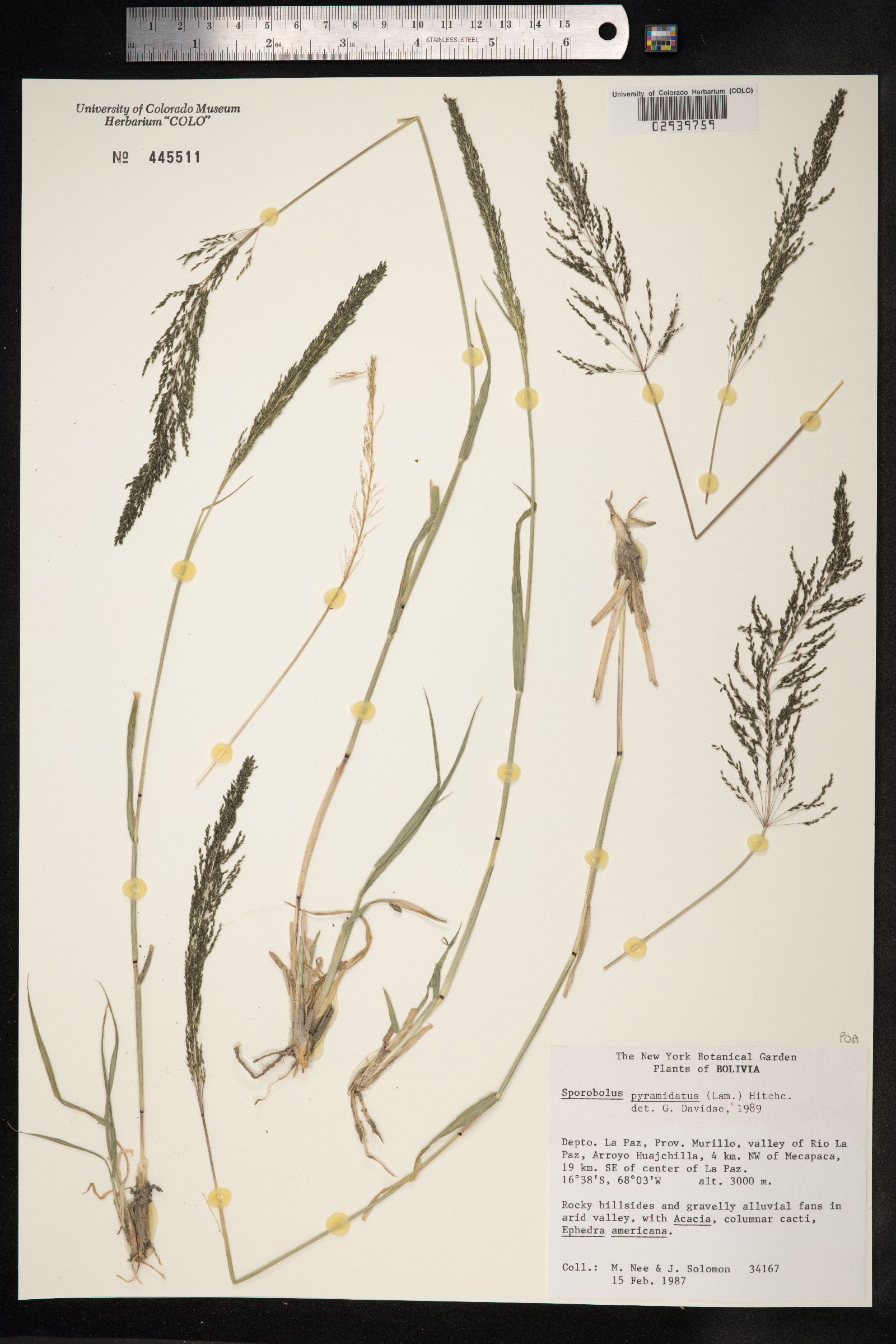Sporobolus pyramidatus image
