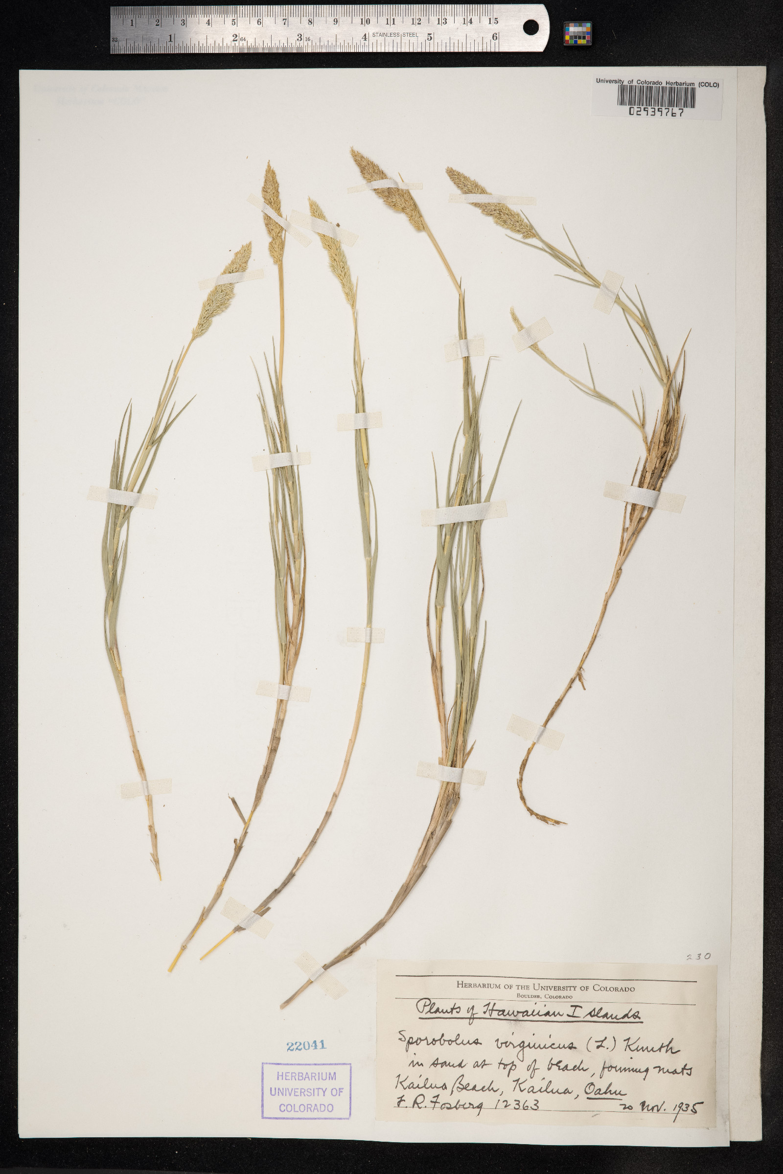 Sporobolus virginicus image