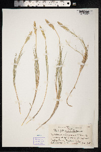 Sporobolus virginicus image
