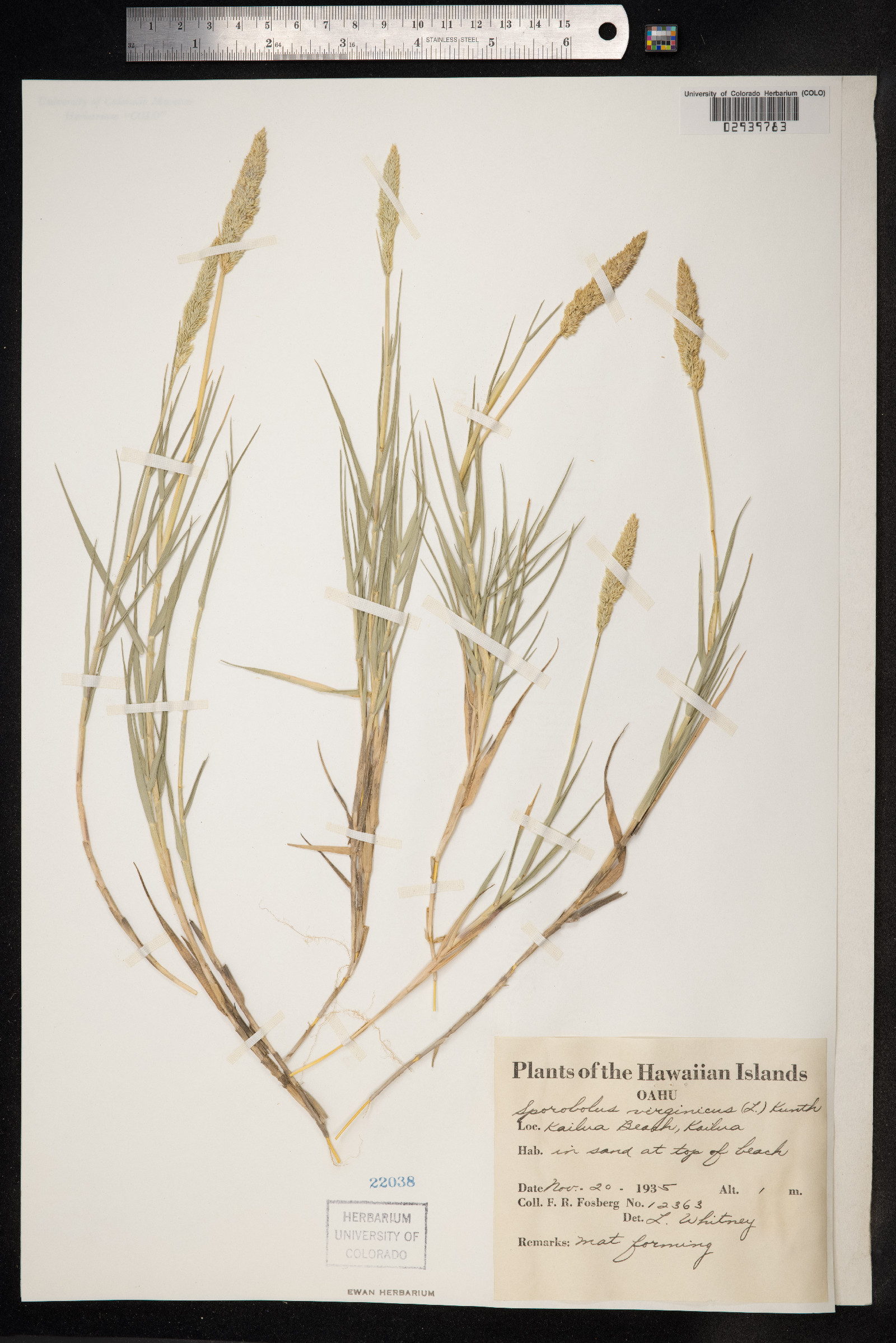 Sporobolus virginicus image