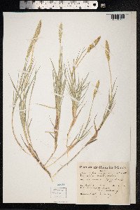 Sporobolus virginicus image