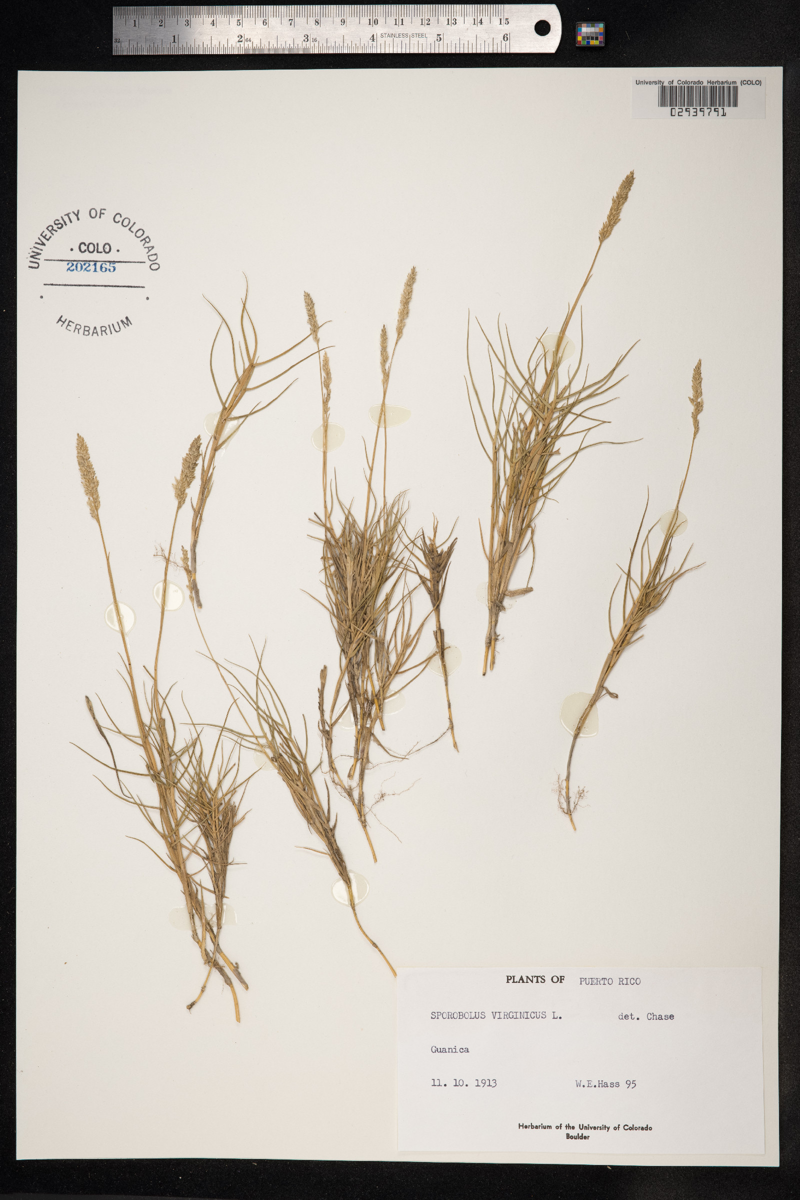 Sporobolus virginicus image