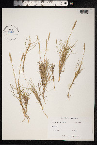 Sporobolus virginicus image