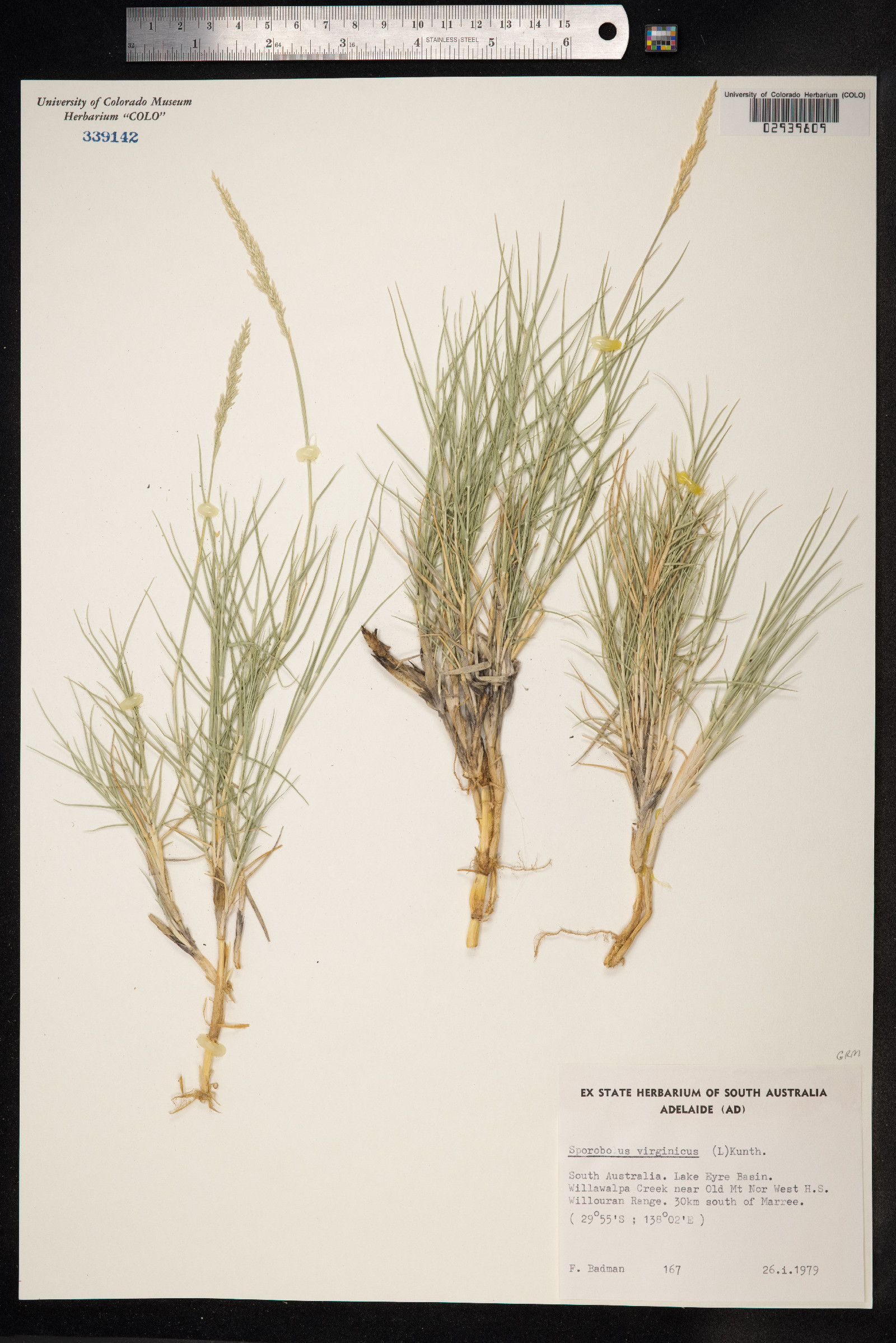 Sporobolus virginicus image