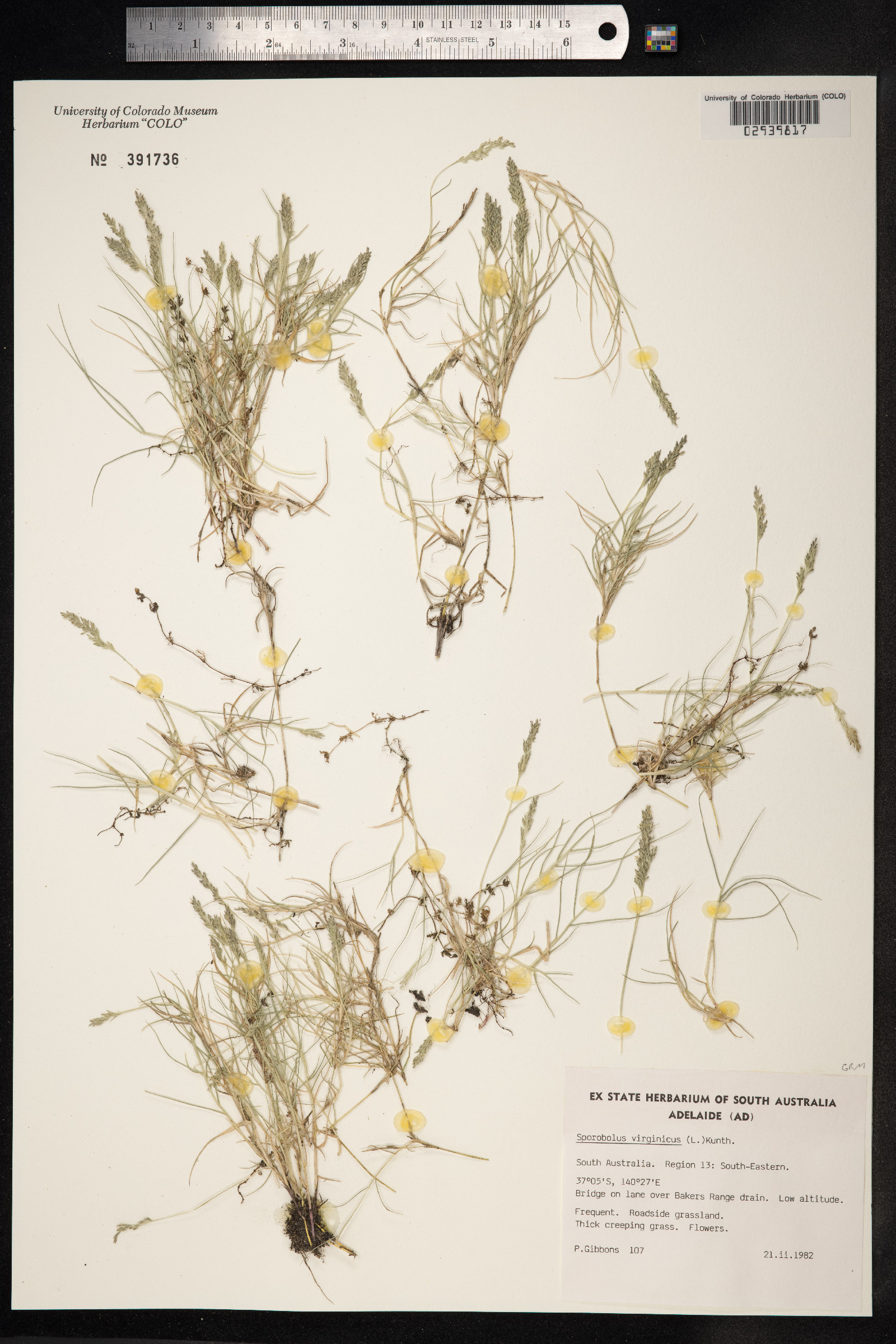 Sporobolus virginicus image