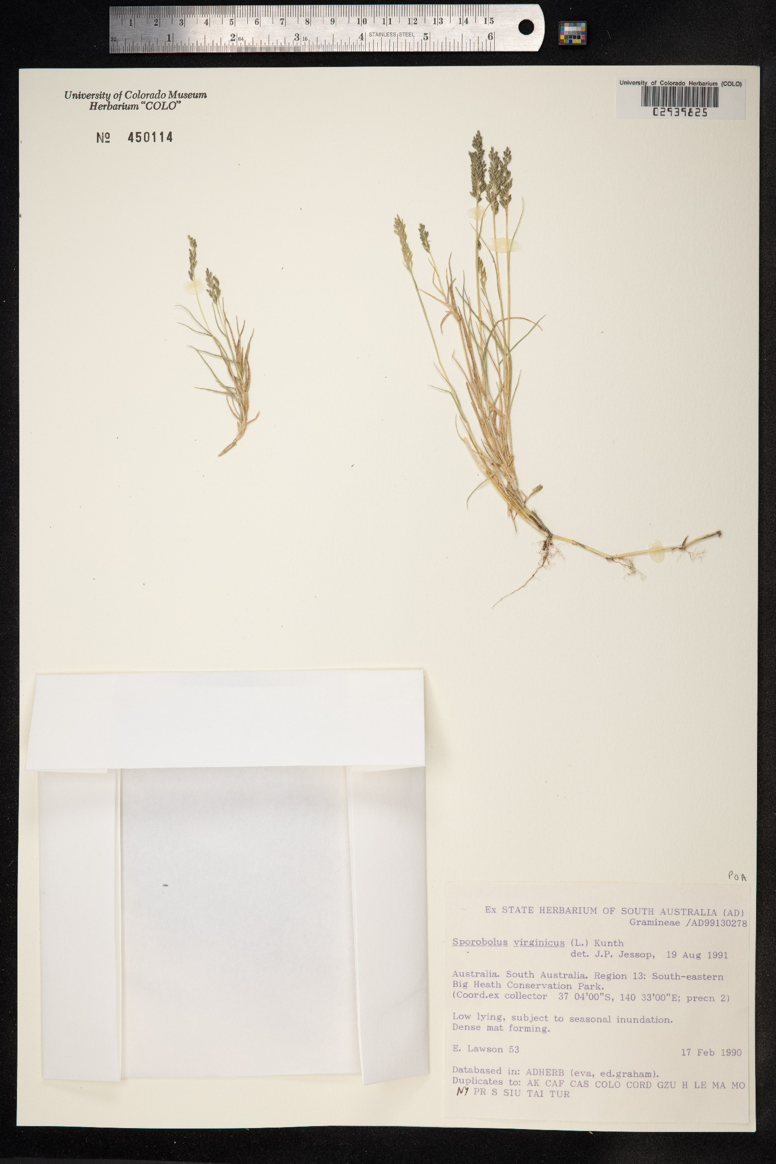 Sporobolus virginicus image