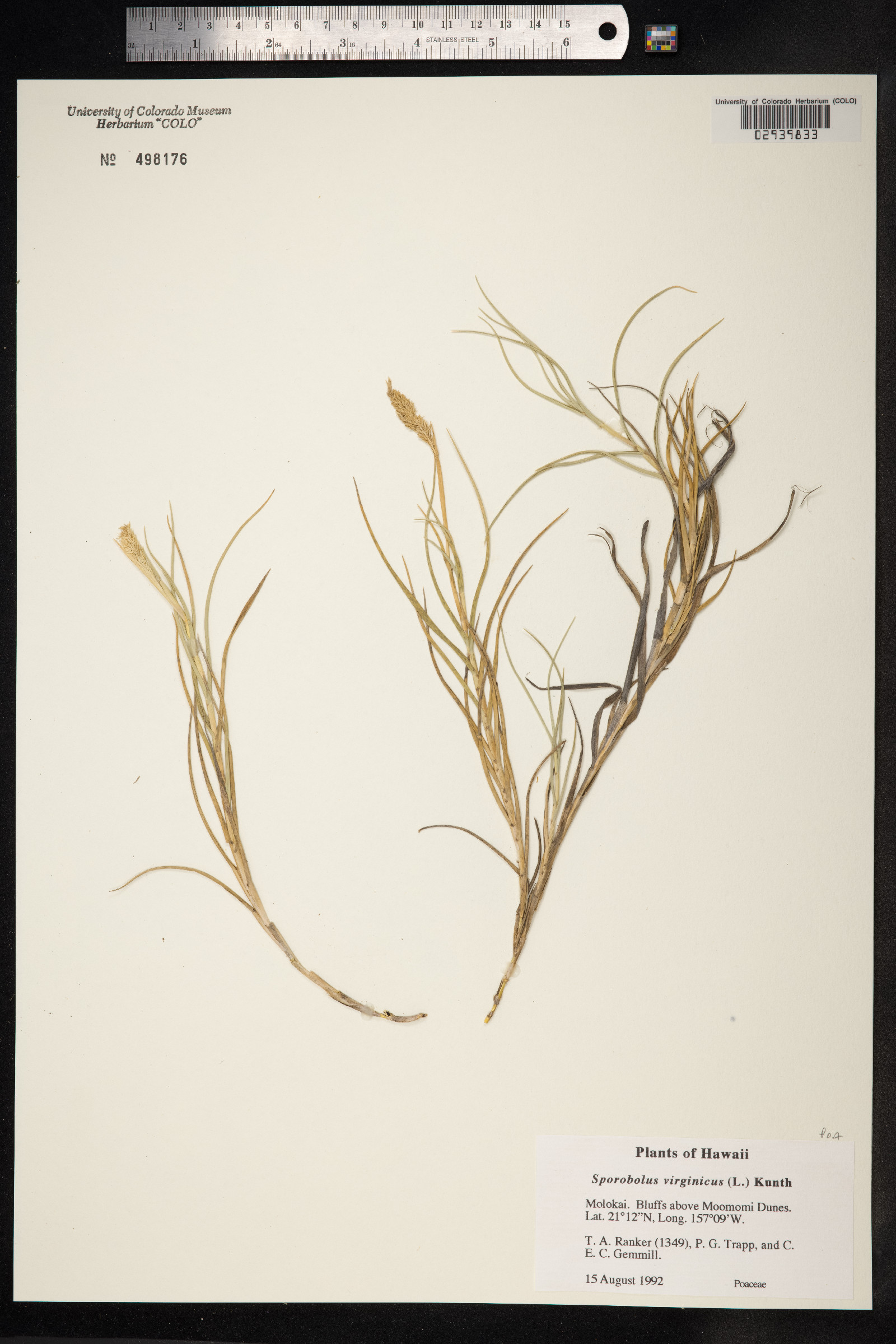 Sporobolus virginicus image