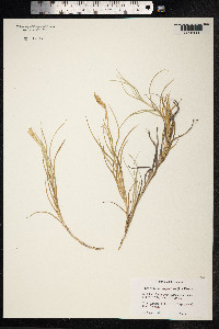 Sporobolus virginicus image