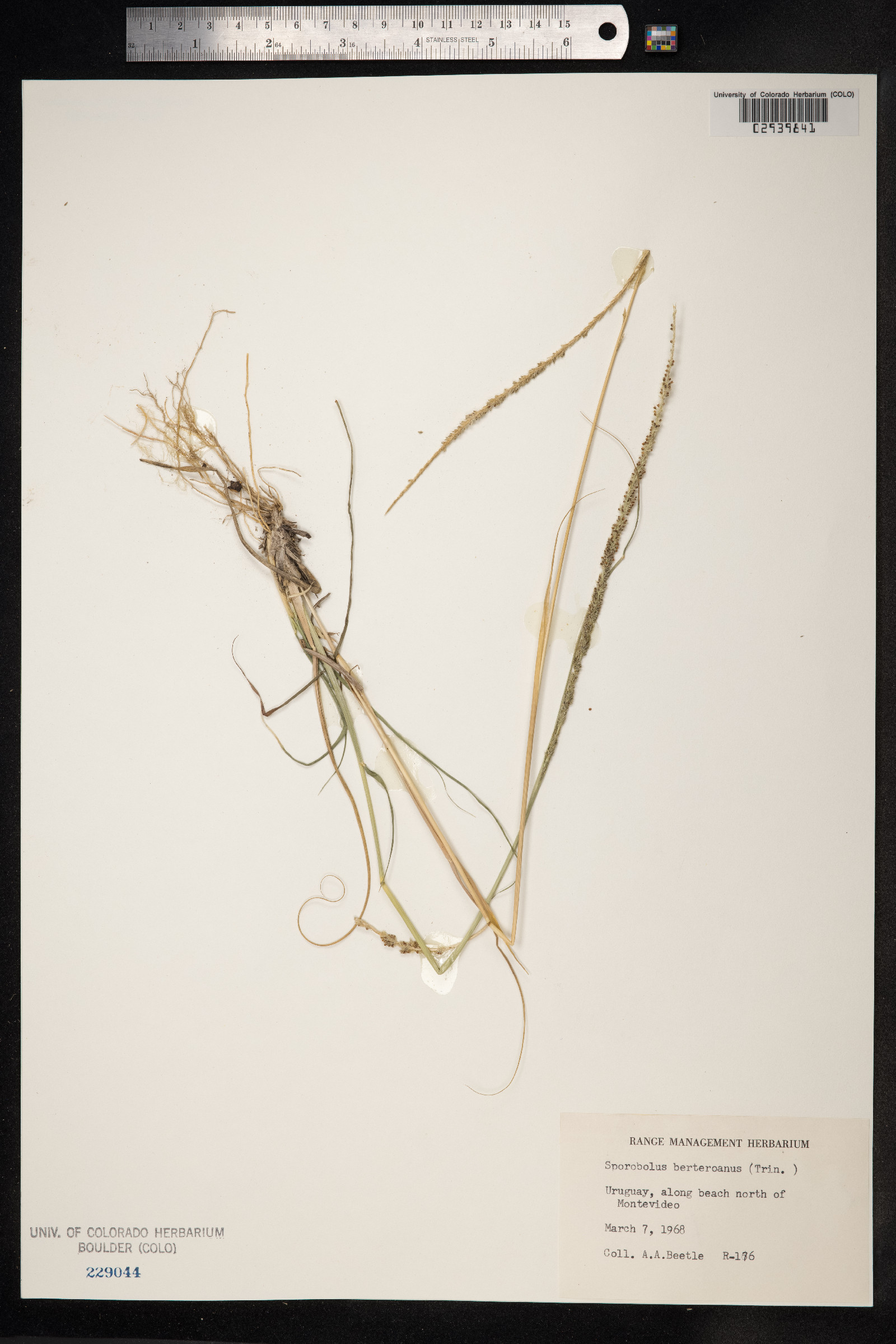 Sporobolus indicus image