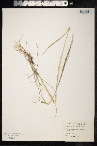 Image of Sporobolus indicus