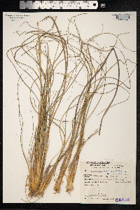 Sporobolus indicus image