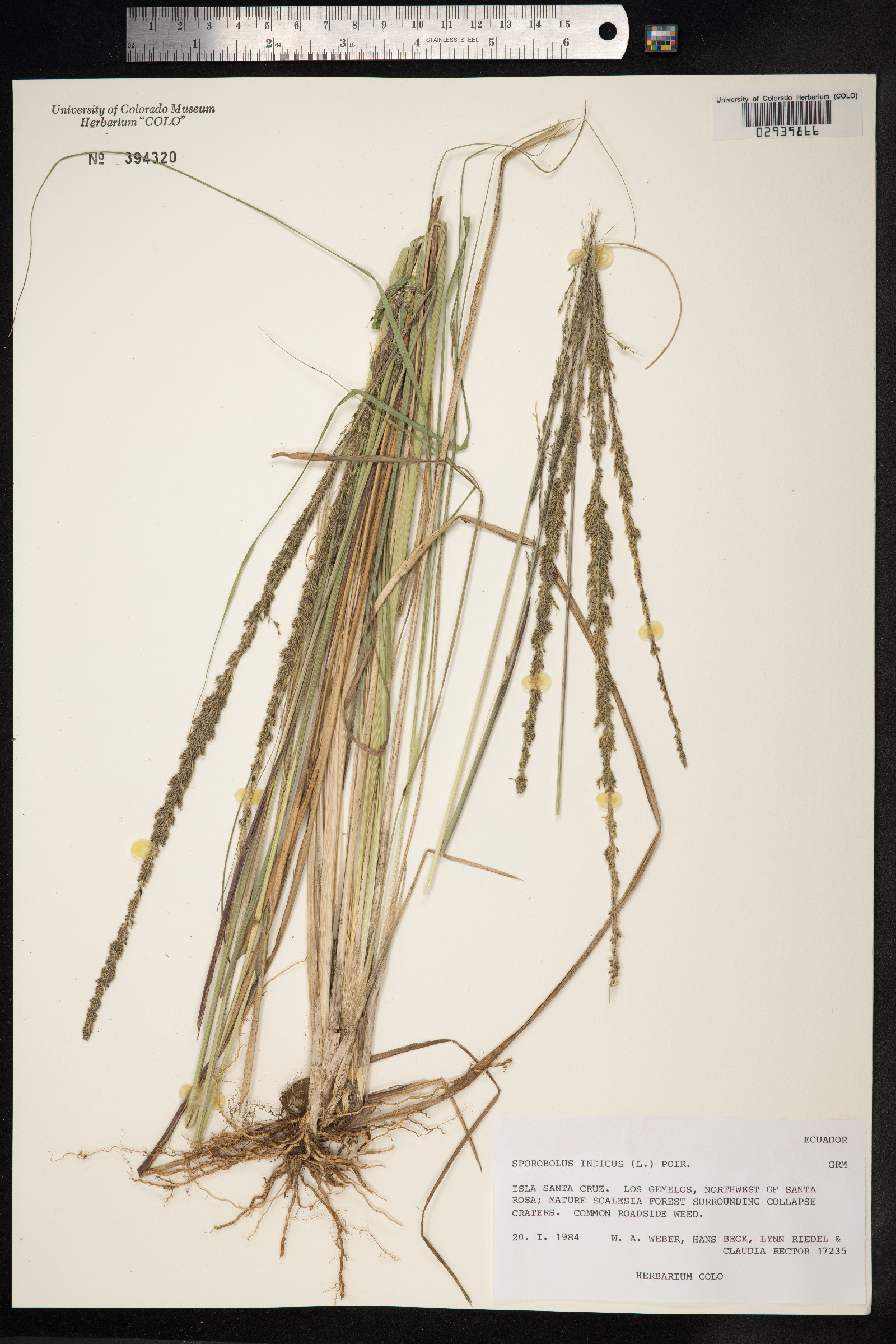 Sporobolus indicus image