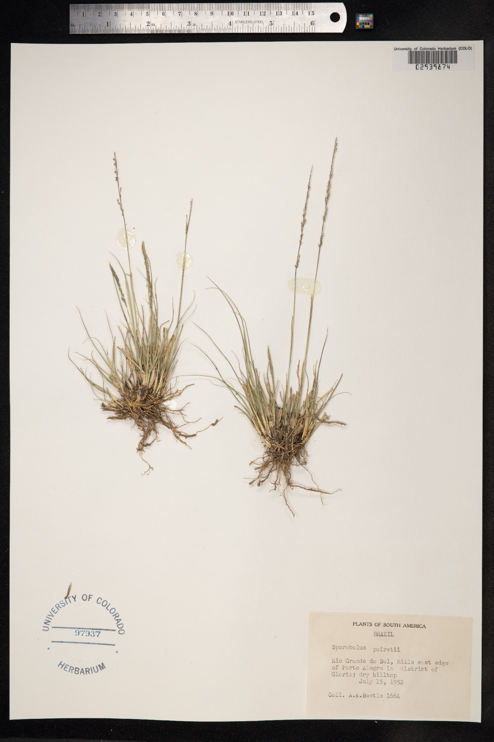 Sporobolus junceus image