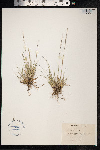 Sporobolus junceus image