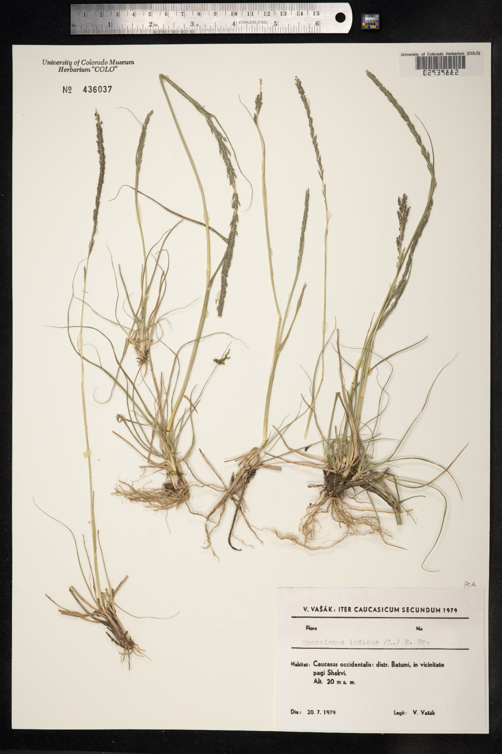 Sporobolus indicus image