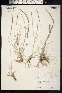 Sporobolus indicus image