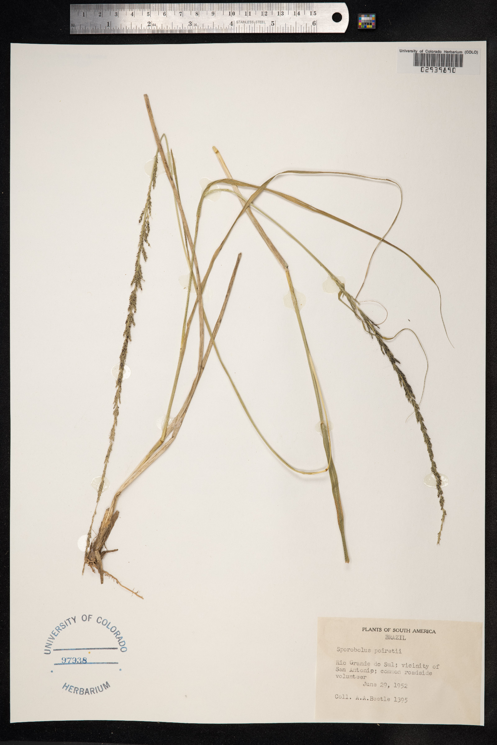 Sporobolus junceus image