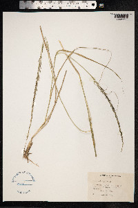 Image of Sporobolus junceus