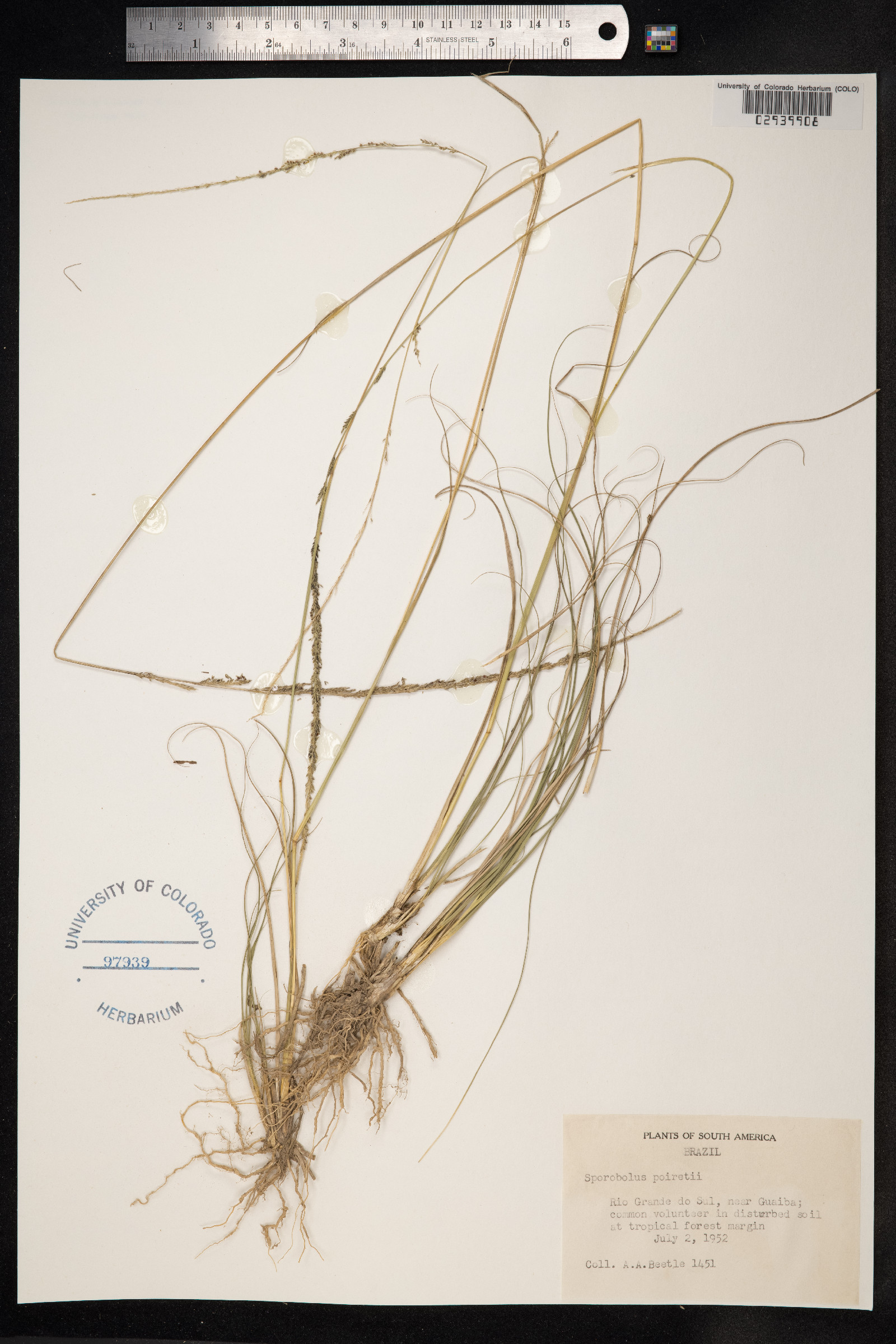 Sporobolus junceus image