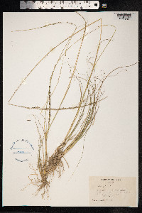 Sporobolus junceus image