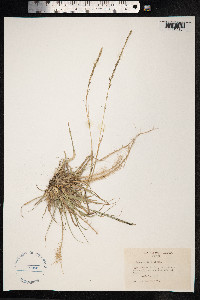Sporobolus junceus image