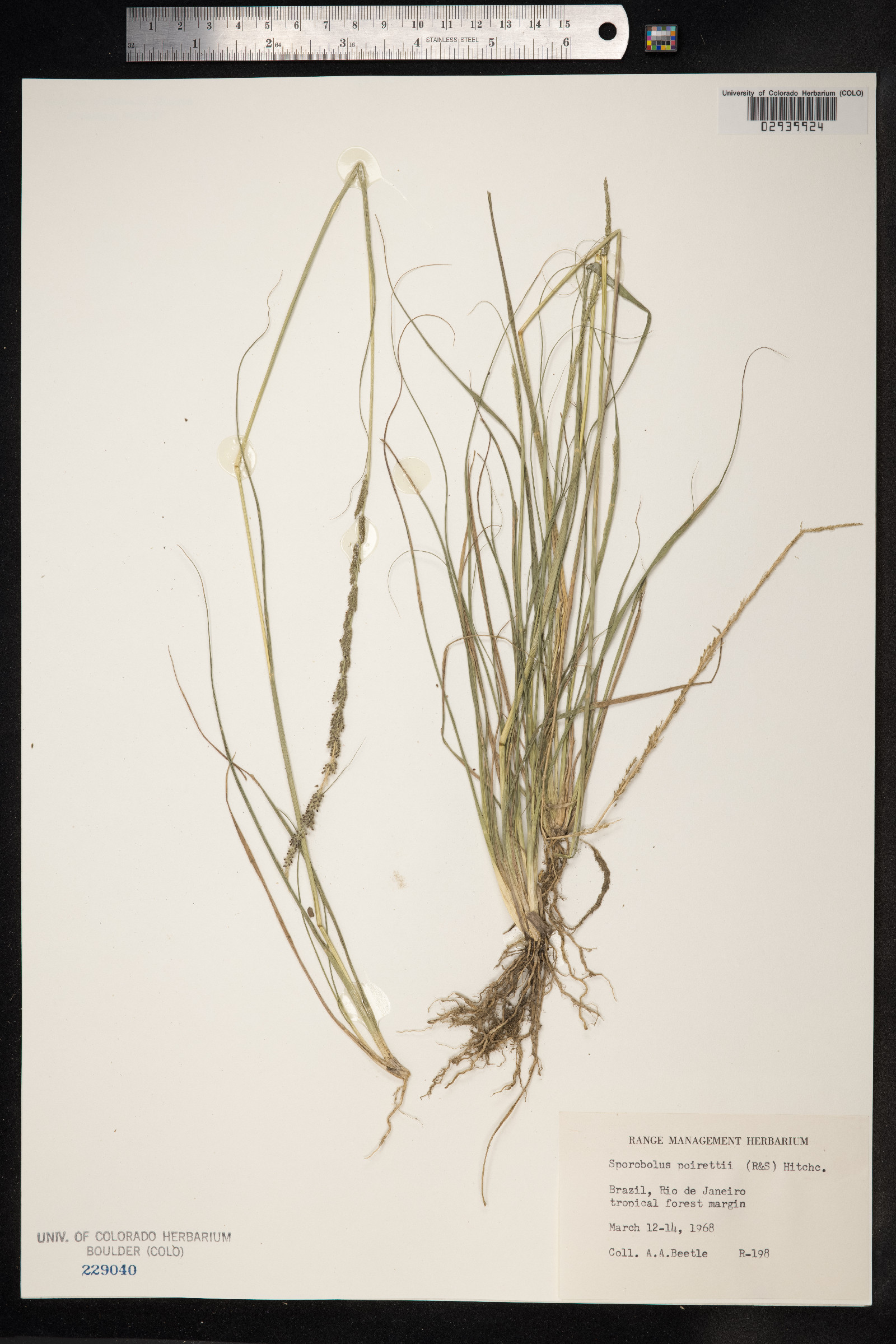 Sporobolus junceus image