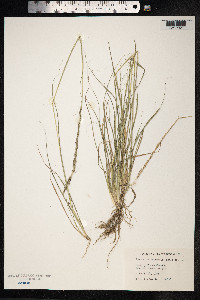 Sporobolus junceus image