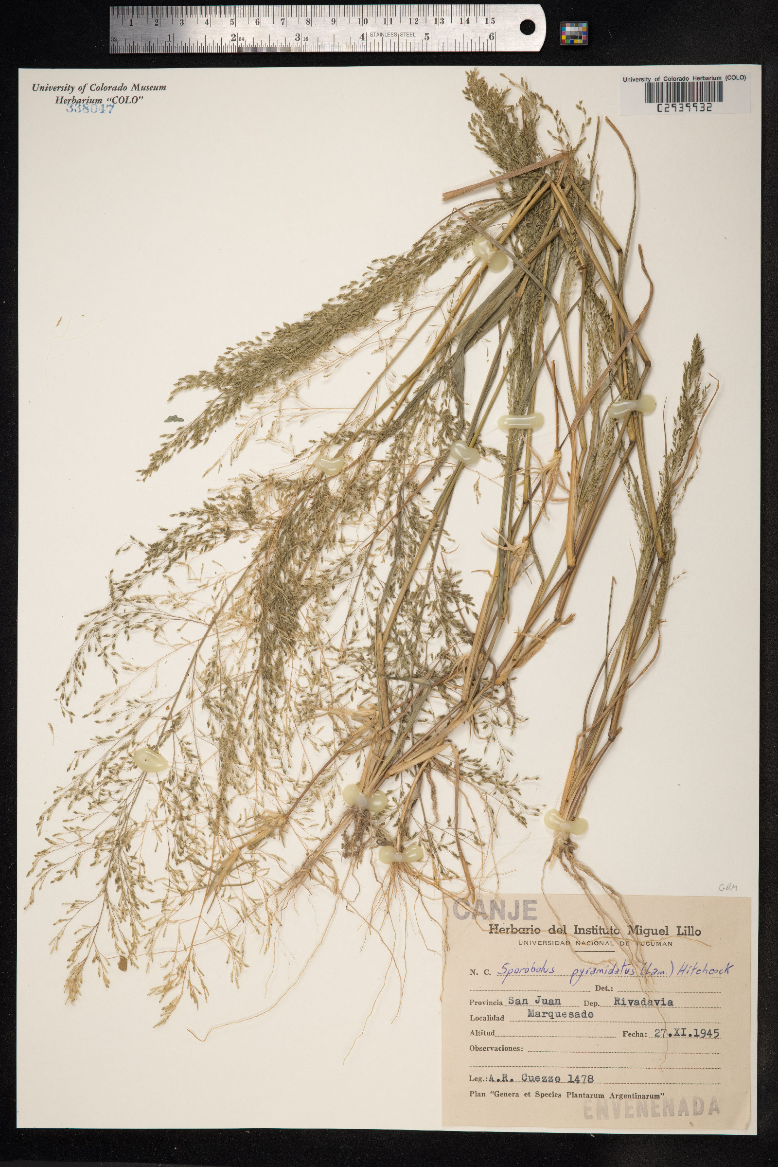 Sporobolus pyramidatus image