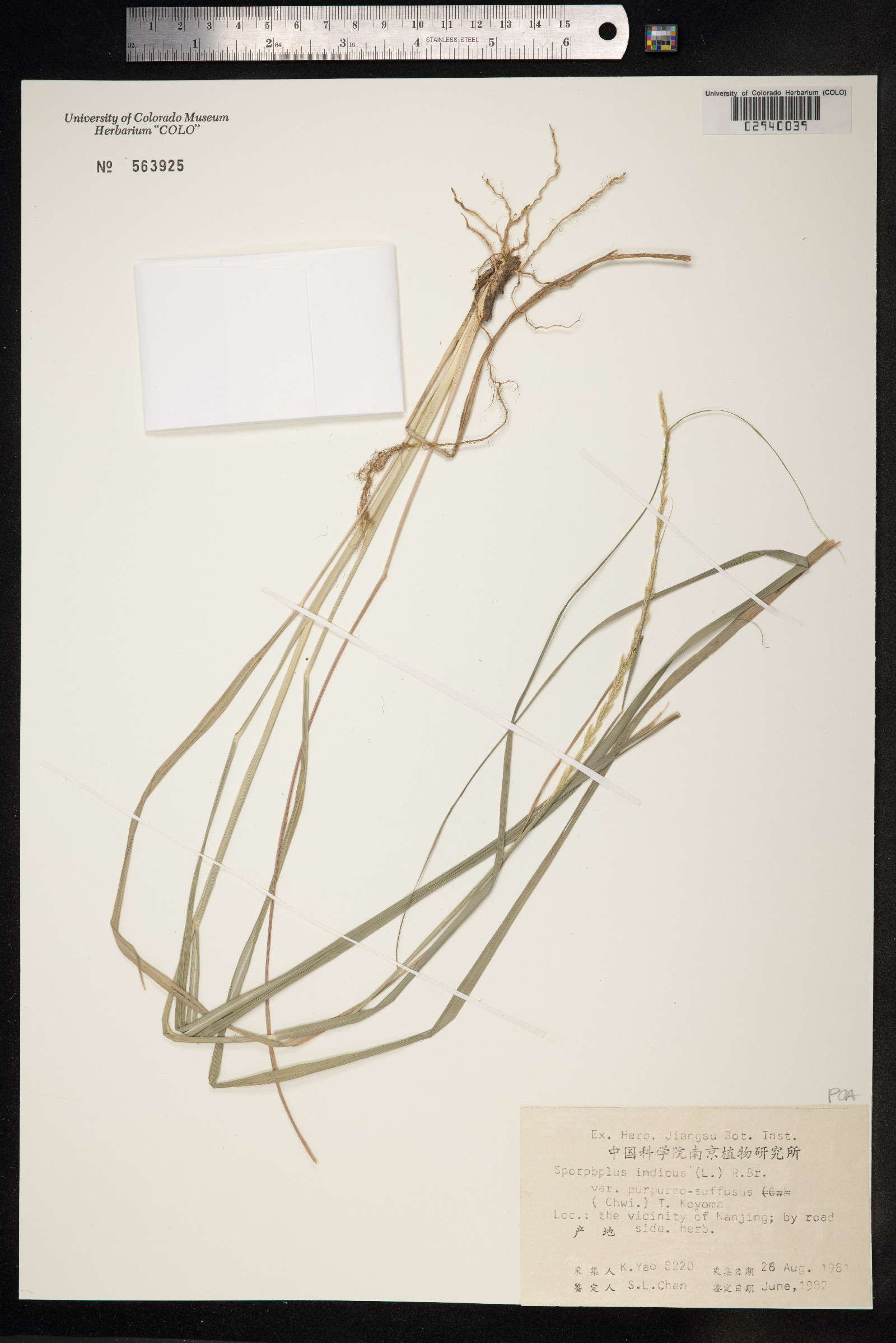 Sporobolus indicus image