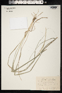Sporobolus indicus image