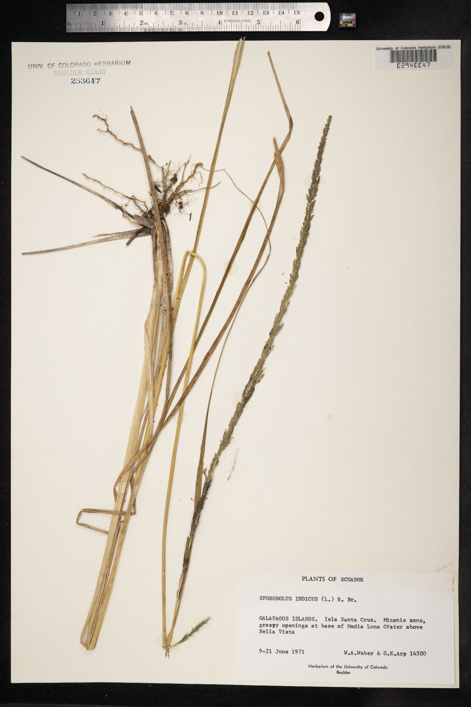 Sporobolus indicus image