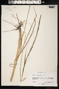 Sporobolus indicus image